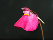 Utricularia quelchii 'Wei Tepui' - Blüte