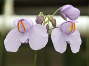 Utricularia reniformis 'large' - Blüte