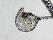 Utricularia simmonsii - Fangblase