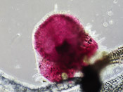 Utricularia tenella - Fangblase