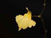 Utricularia trichophylla - Blüte