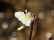 Utricularia violacea - Blüte