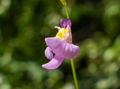 Utricularia warburgii - Blüte