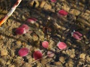 Utricularia westonii - Fangblase